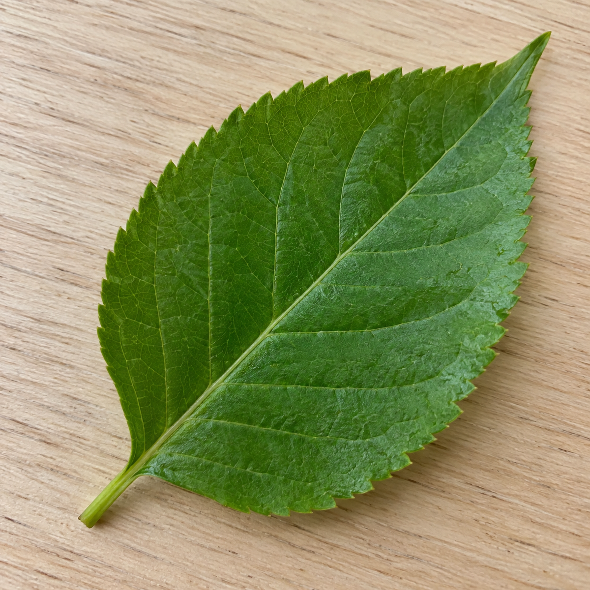 Feuille d'arbre à l'œil nu