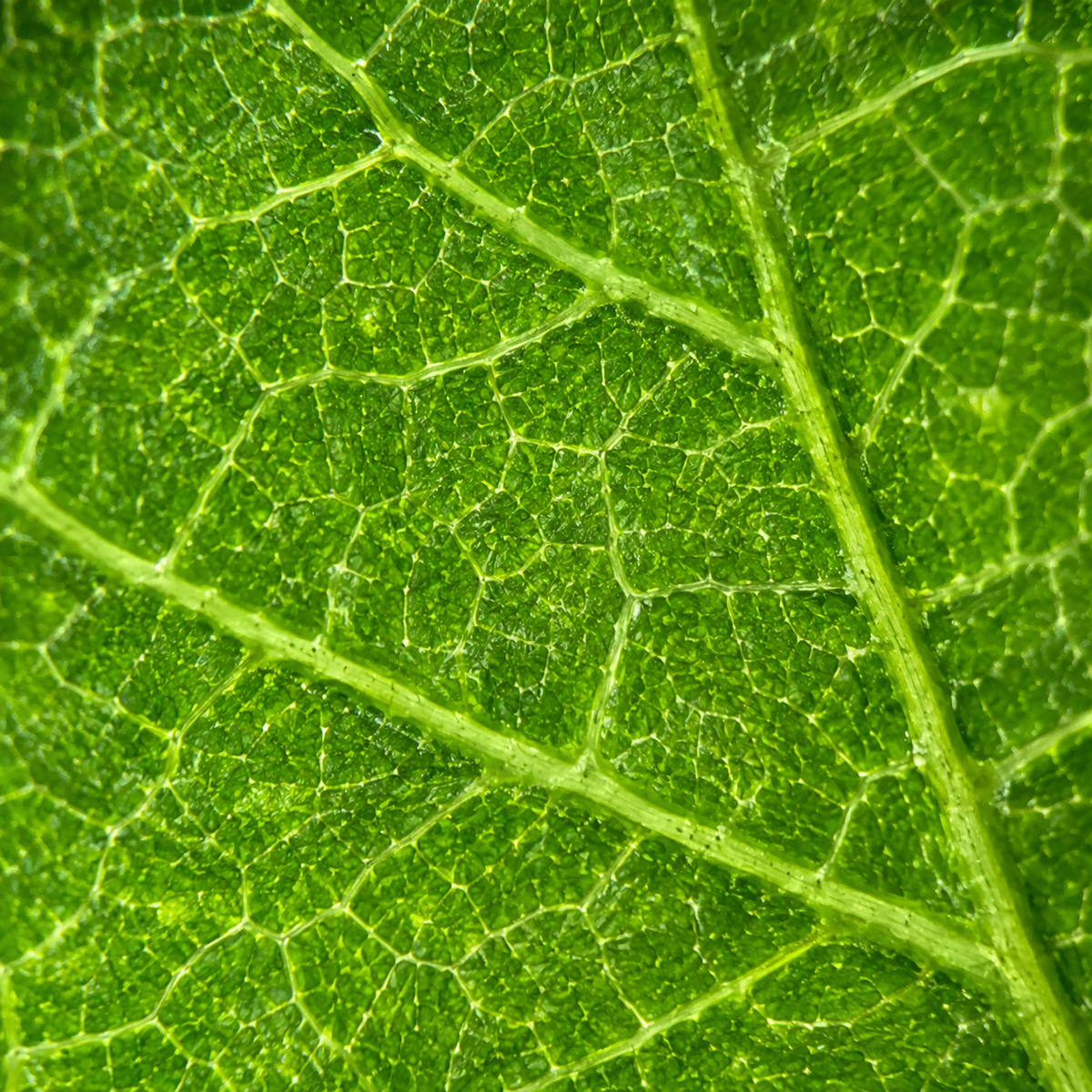 Nervures d'une feuille vues au microscope de poche pour enfant Kidscop
