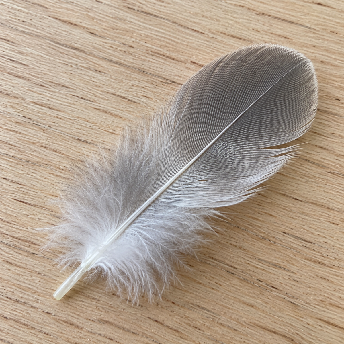 Plume d'oiseau à l'œil nu