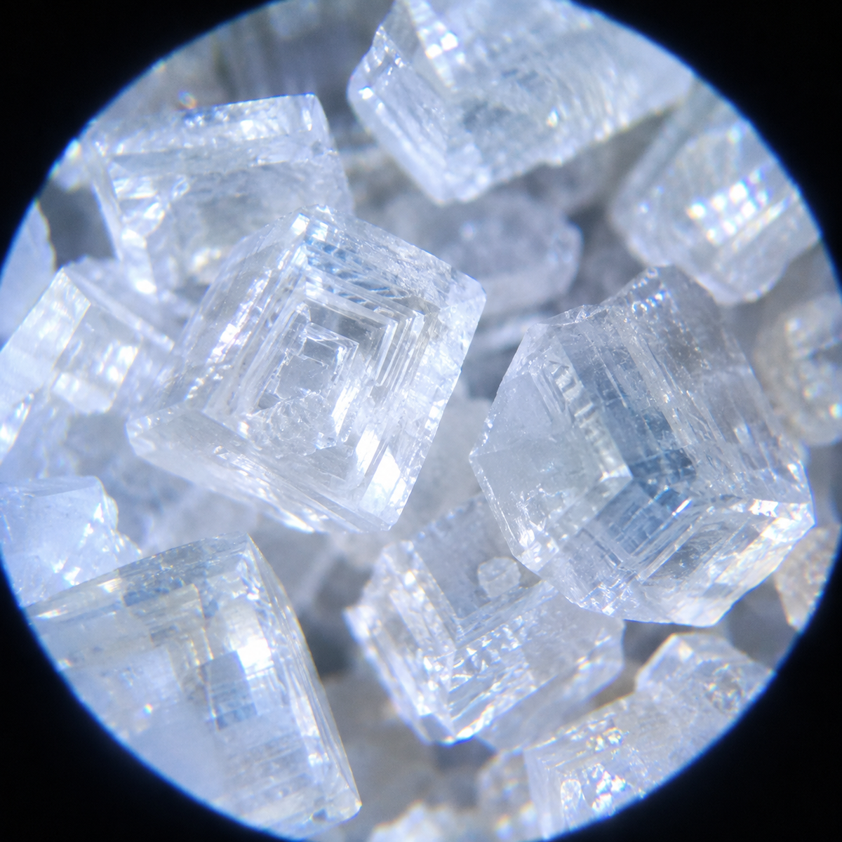 Grain de sel vu au microscope de poche pour enfant Kidscop